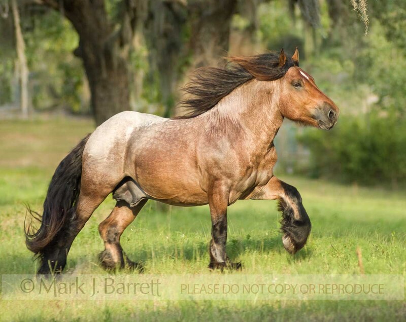8554-19.jpg :: The Ardennes or Ardennais is one of the oldest breeds of draft horse originating from the Ardennes area in Belgium, Luxembourg and France.