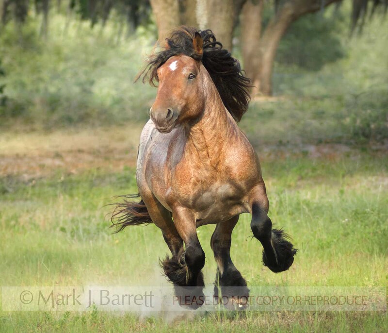 8554-29(1).jpg :: The Ardennes or Ardennais is one of the oldest breeds of draft horse originating from the Ardennes area in Belgium, Luxembourg and France.