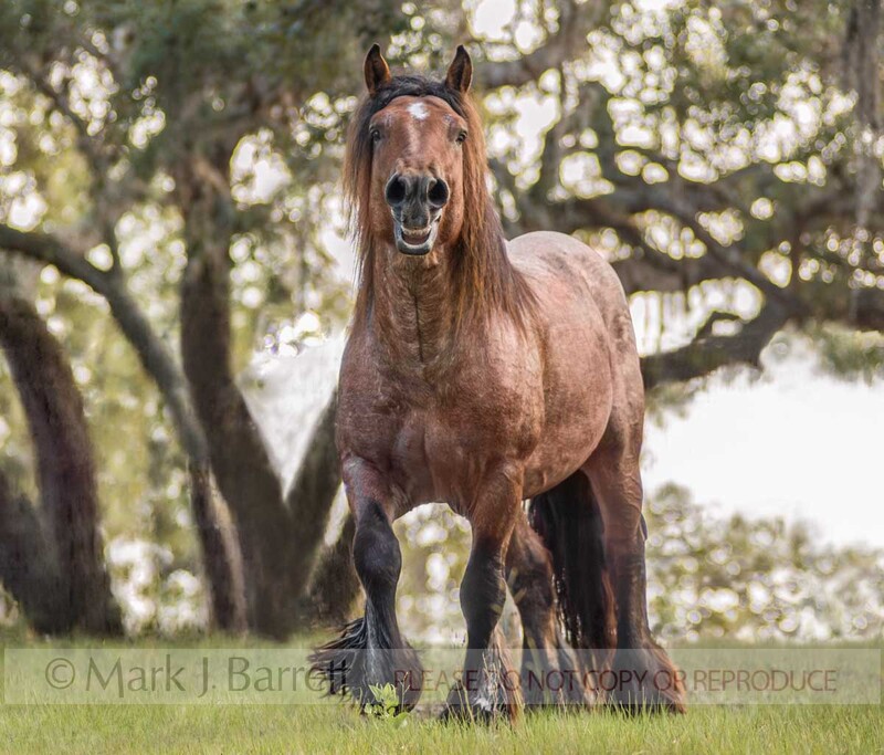 8554-32A(1).jpg :: adult male Ardennes stallion in field with Oak trees calling. The Ardennes or Ardennais is one of the oldest breeds of draft horse originating from the Ardennes area in Belgium, Luxembourg and France.