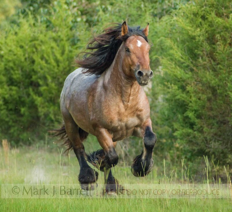 8554-33(1).jpg :: The Ardennes or Ardennais is one of the oldest breeds of draft horse originating from the Ardennes area in Belgium, Luxembourg and France.