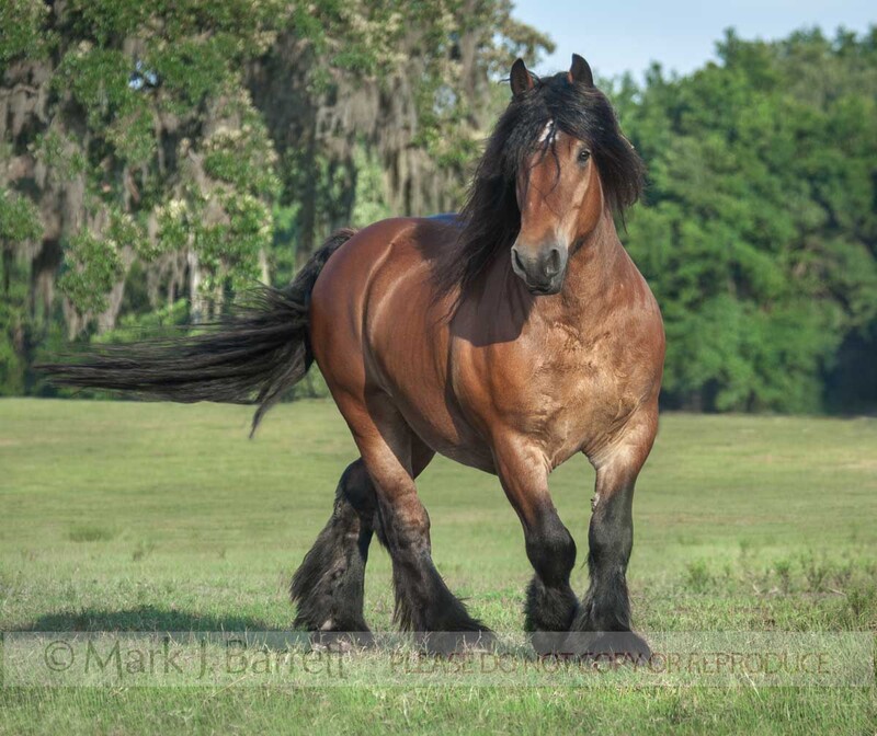 8555-13A(1).jpg :: Adult male Ardennes Horse in grass field. The Ardennes or Ardennais is one of the oldest breeds of draft horse originating from the Ardennes area in Belgium, Luxembourg and France.