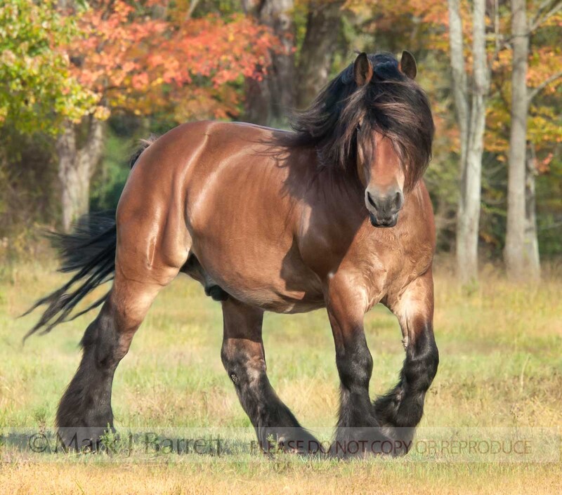8555-3A(1).jpg :: The Ardennes or Ardennais is one of the oldest breeds of draft horse originating from the Ardennes area in Belgium, Luxembourg and France.