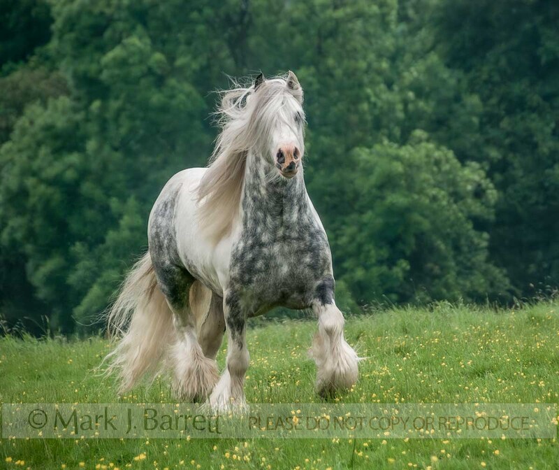 8556-2A.jpg :: Adult male Gypsy Cob stallion runs in wildflower field