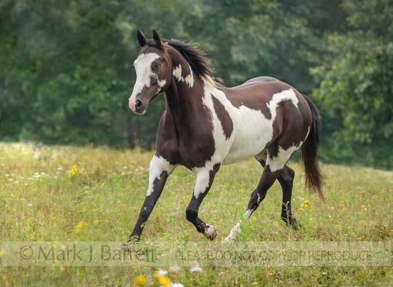 8558-15A.jpg :: Adult male American Paint Quarter Horse gelding runs in wildflower meadow field