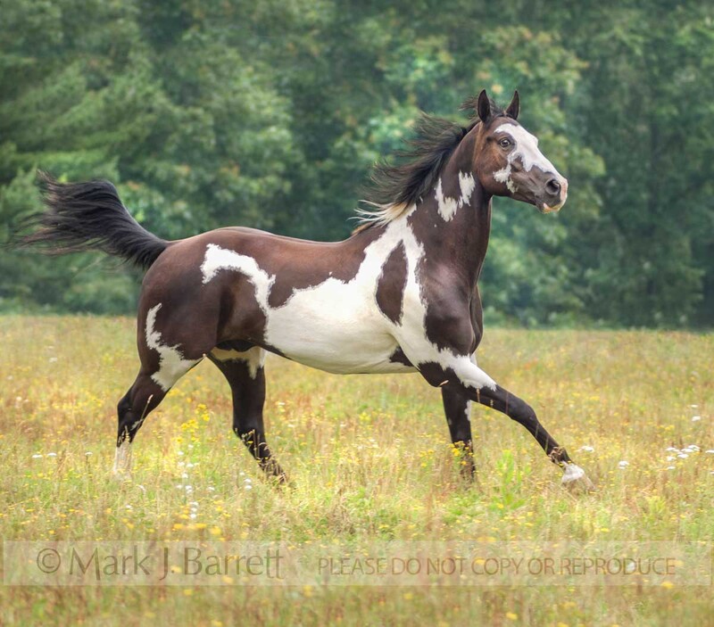 8558-16A.jpg :: adult male American Paint Quarter horse gelding runs in wildflower meadow