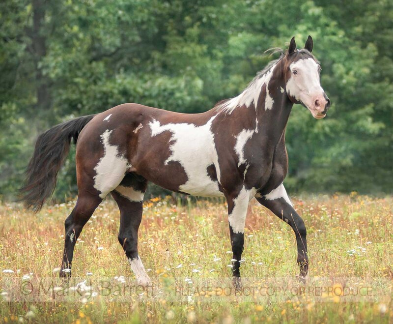 8558-23A(1).jpg :: American Paint Quarterhorse gelding