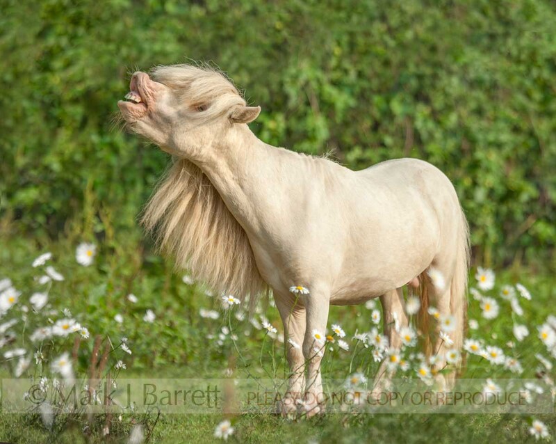 8559-5B.jpg :: adult male PONY stallion having flehmen reaction in wildflower field
