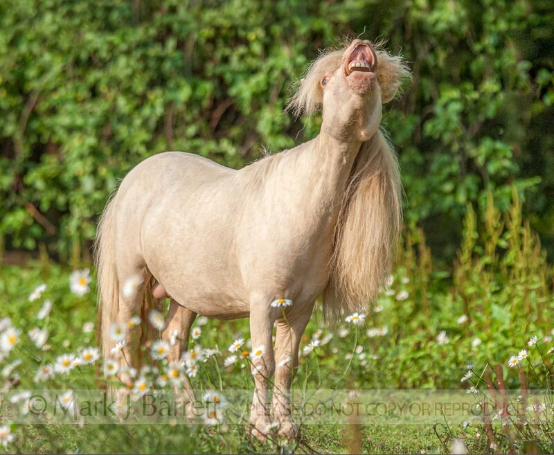 8559-6(1).jpg :: Miniature Horse stallion doing flehmen response.