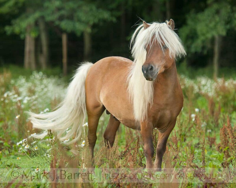 8560-11B(1).jpg :: Shetland Pony  stallion standing in wildflower meadow