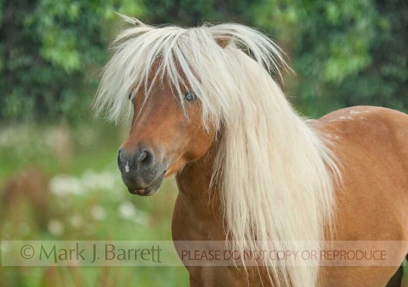 8560-13A.jpg :: adult male Shetland Pony  stallion standing in wildflower meadow