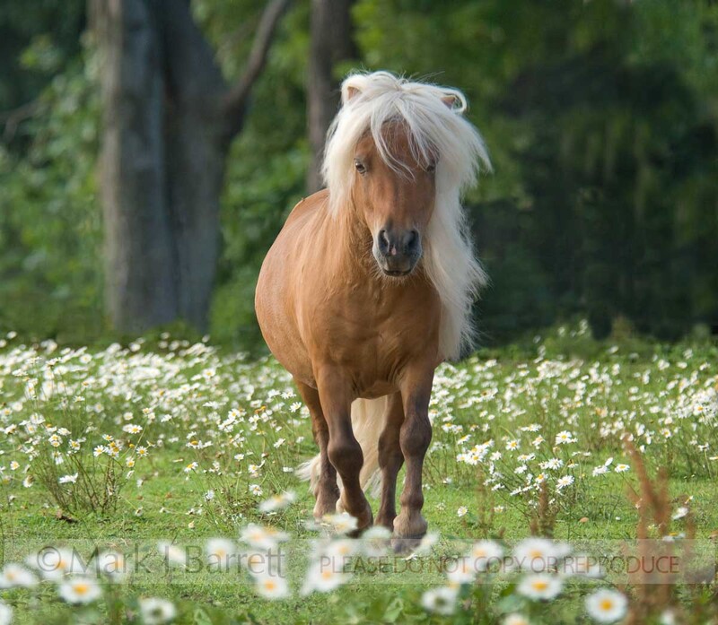 8560-23A(1).jpg :: adult male Shetland Pony  stallion standing in wildflower meadow