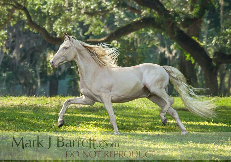 8561-53A(1).jpg :: Cremallo Morgan Horse stallion