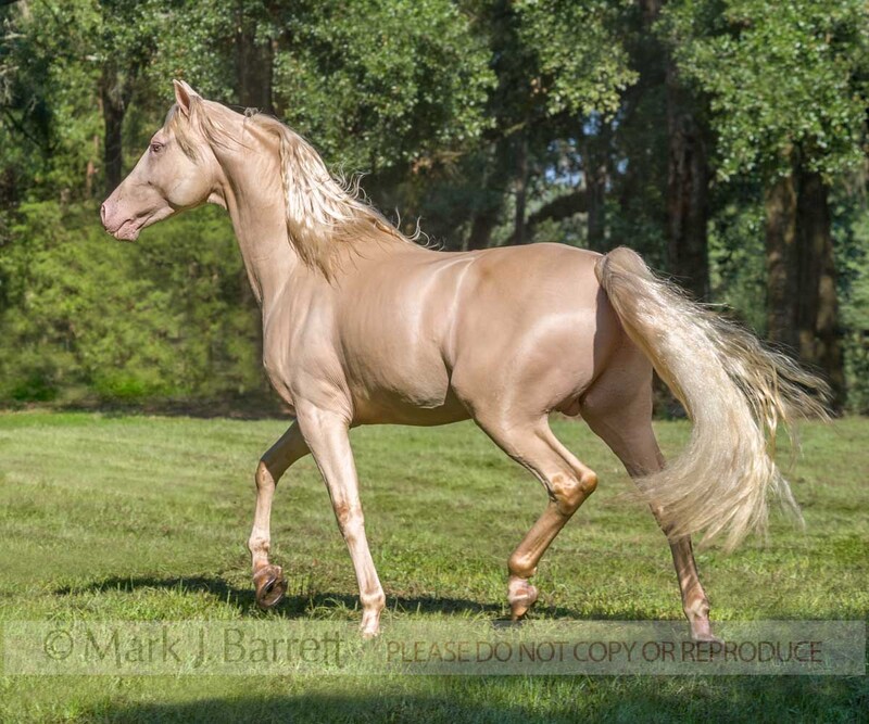 8561-71A(1).jpg :: adult male cremallo Morgan Horse stallion  trots across grass field