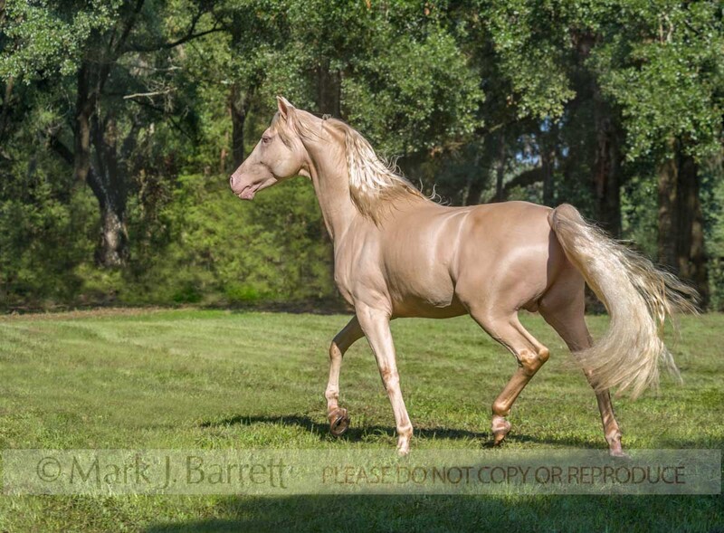 8561-71A.jpg :: adult male cremallo Morgan Horse stallion  trots across grass field