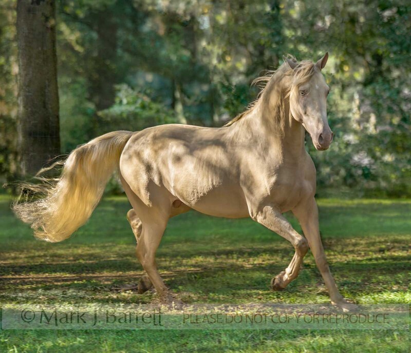 8561-75A.jpg :: Cremallo Morgan Horse stallion