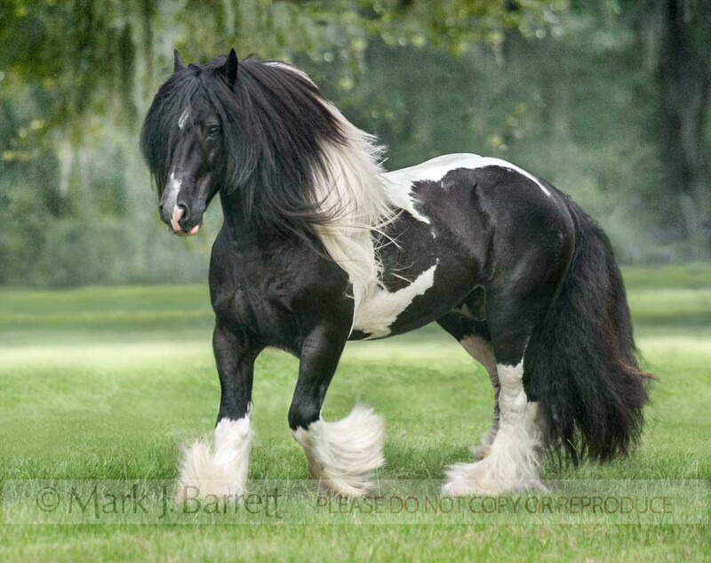 8562-1A(1).jpg :: Gypsy Vanner Horse stallion