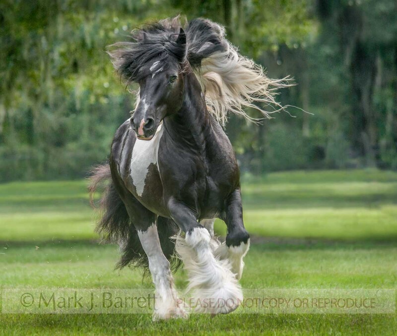 8562-8(1).jpg :: Gypsy Vanner Horse stallion