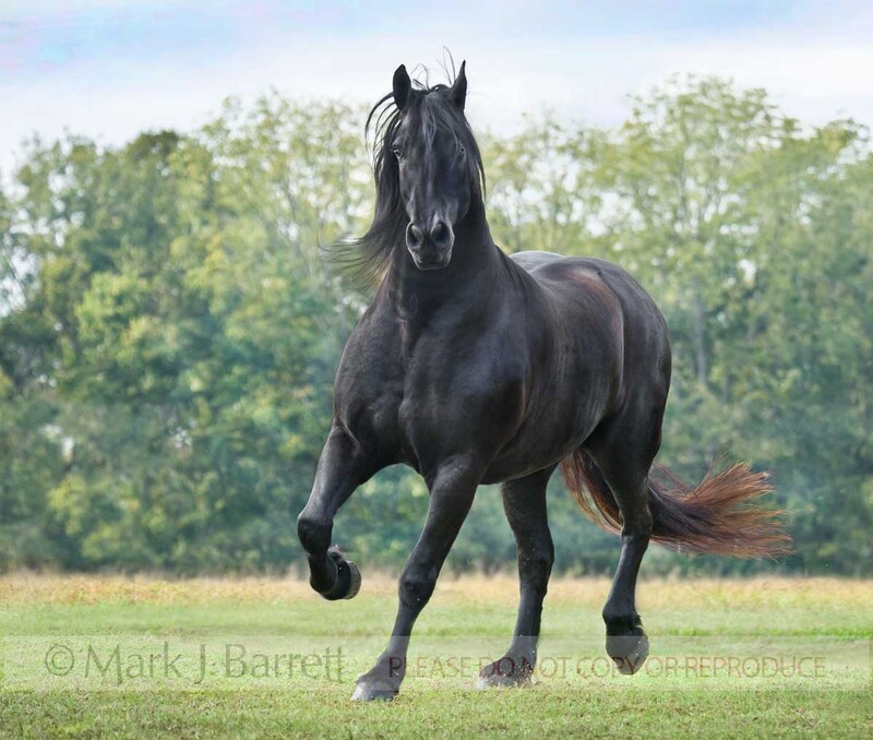 8563-21(1).jpg :: Friesian Horse stallion trots toward us.