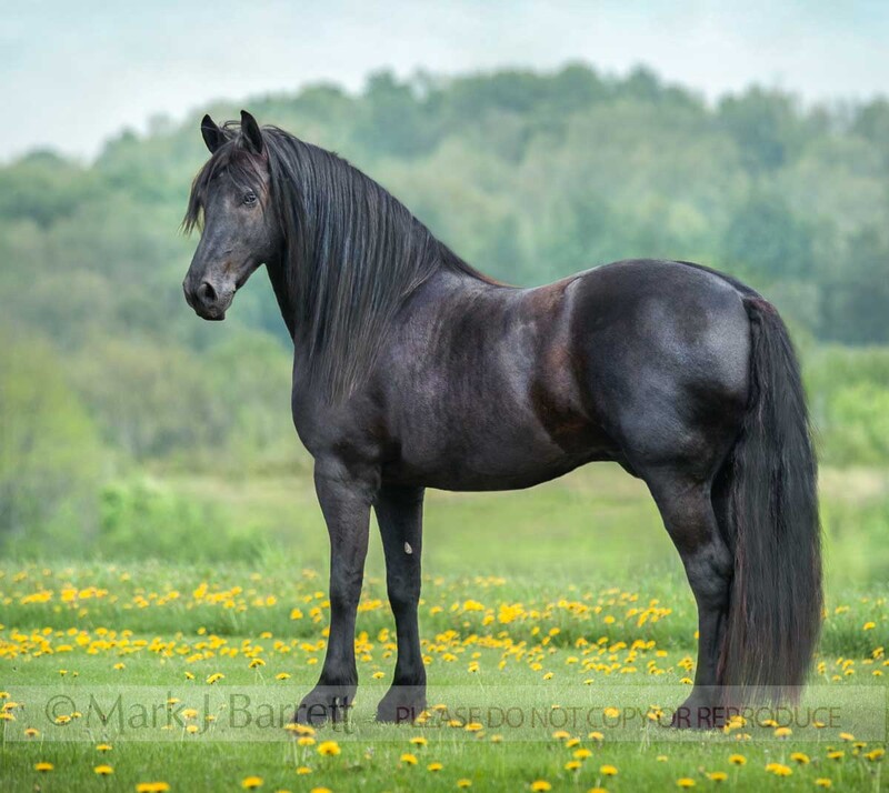 8563-4A(1).jpg :: Friesian Horse stallion