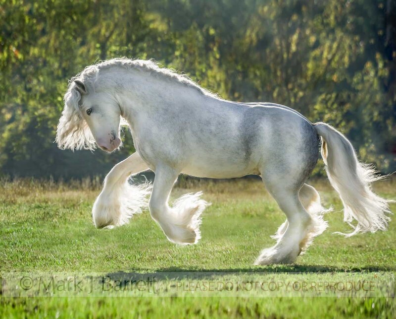 8564-20.jpg :: Gypsy Vanner Horse stallion