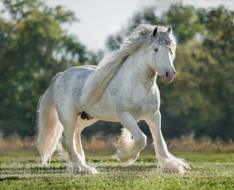 8564-33(1).jpg :: Gypsy Vanner Horse stallion