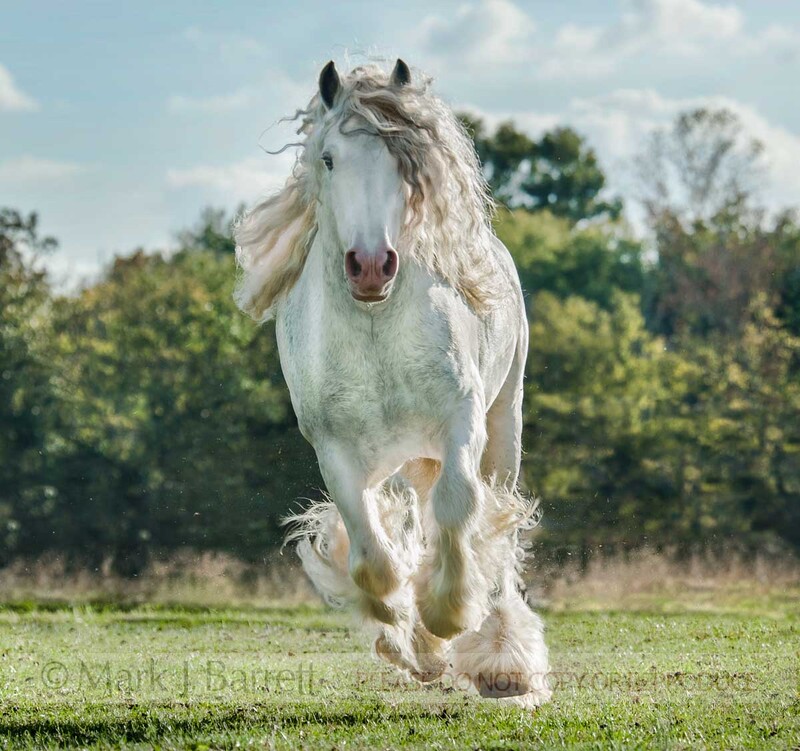 8564-37A(1).jpg :: Gray Gypsy Vanner Horse stallion gallups to us