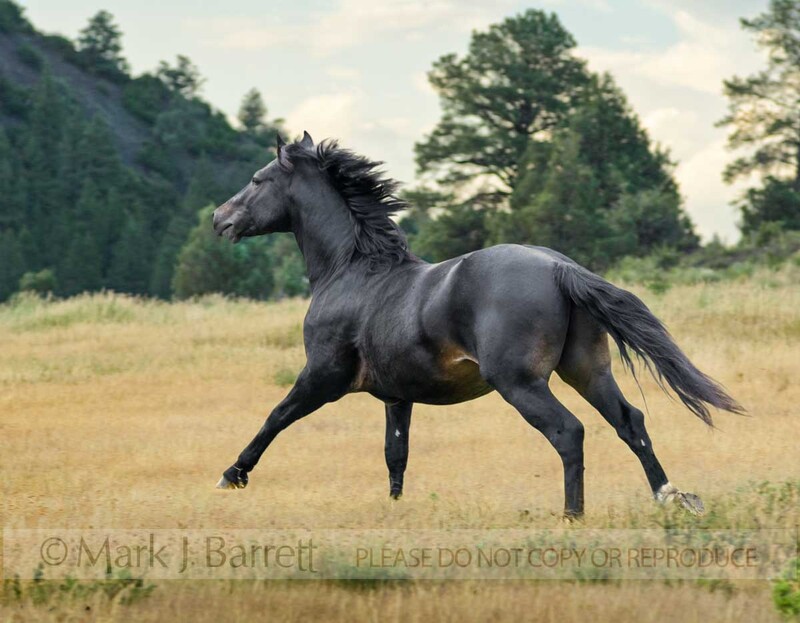 8569-5A.jpg :: Connemara Pony stallion