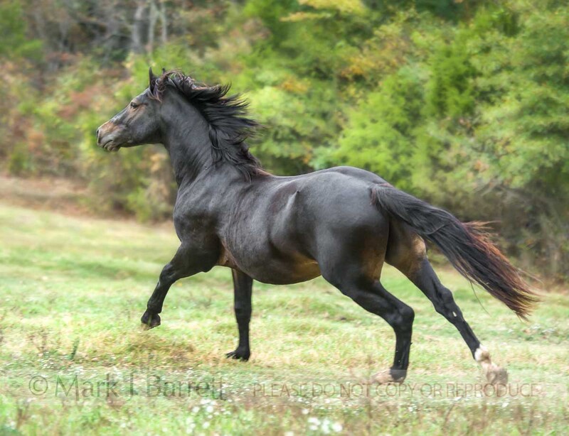 8569-6A.jpg :: Connemara Pony stallion