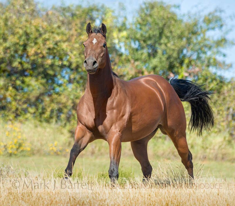 8571-10A.jpg :: Dark bay Quarter Horse stallion