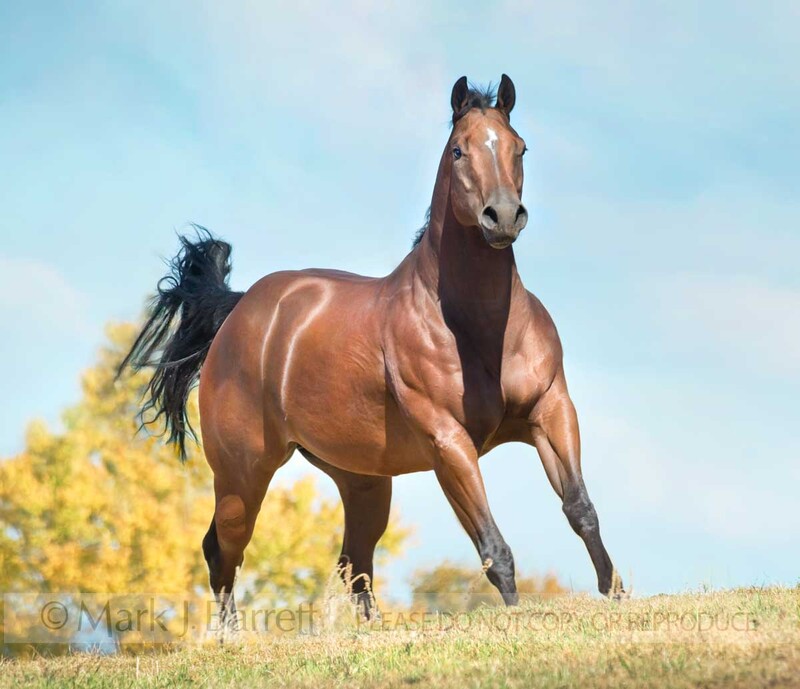 8571-9A.jpg :: Dark bay Quarter Horse stallion