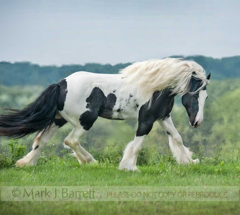 8576-18.jpg :: Gypsy Vanner Horse colt