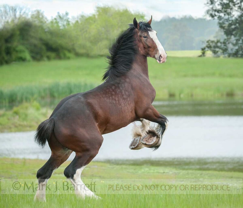 8580-19B.jpg :: Clydesdale Draft Horse  colt
