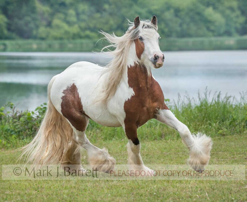 8582-16A.jpg :: Adult male Gypsy Vanner Horse stallion runs in green field by water