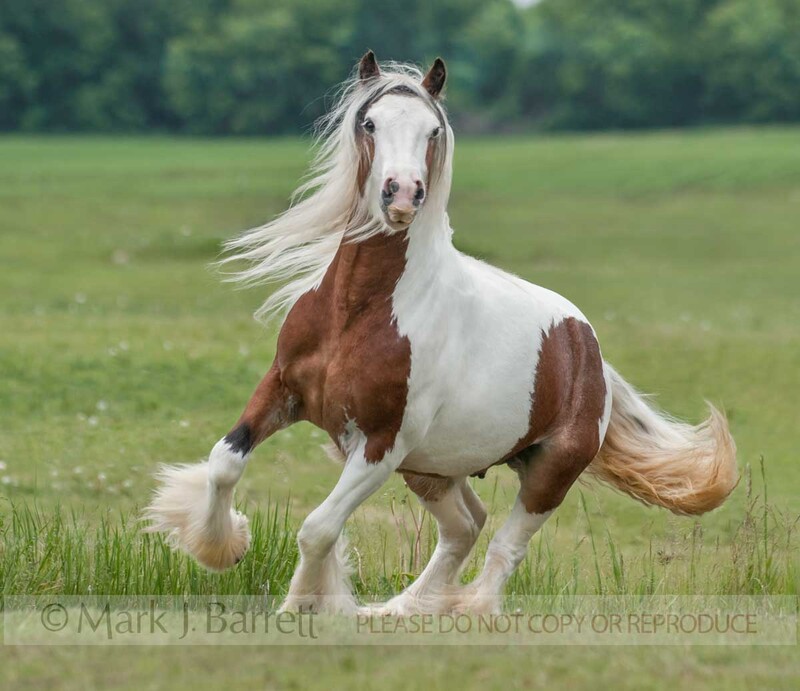 8582-21.jpg :: Gypsy Vanner Horse colt