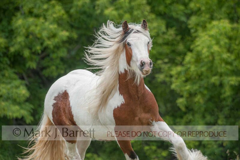 8582-40A(1).jpg :: Adult male Gypsy Vanner Horse colt  runs toward us with mane and feathers flying