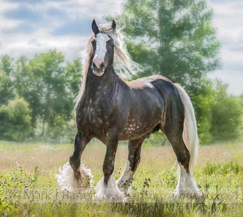 8583-10B.jpg :: Silver dapple Gypsy Vanner Horse stallion
