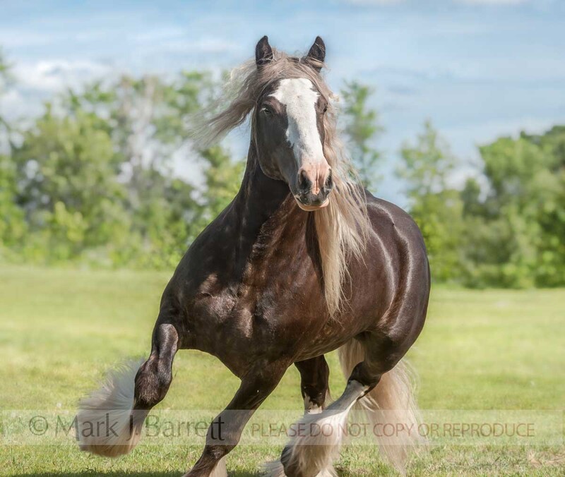 8583-27A(1).jpg :: Gypsy Vanner Horse stallion runs toward us