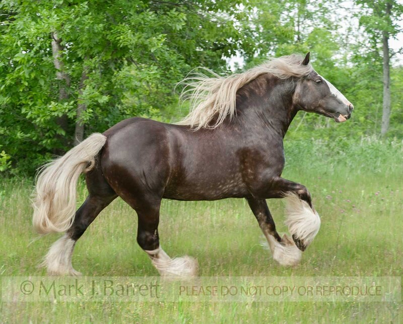 8583-36.jpg :: Gypsy Vanner Horse stallion