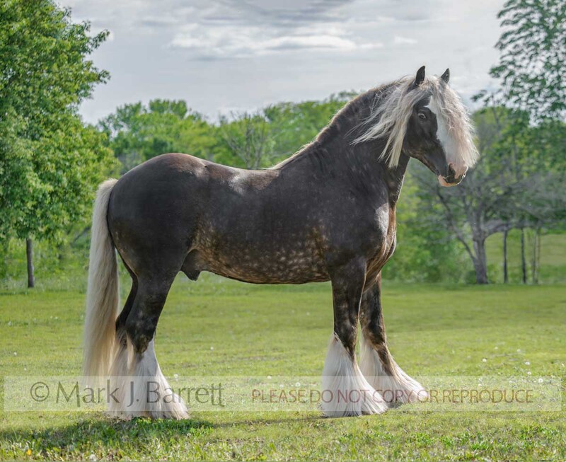 8583-3A.jpg :: Adult male Gypsy Vanner Horse stallion runs in green field