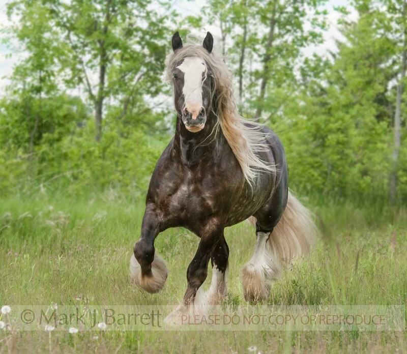 8583-50(2).jpg :: Gypsy Vanner Horse stallion