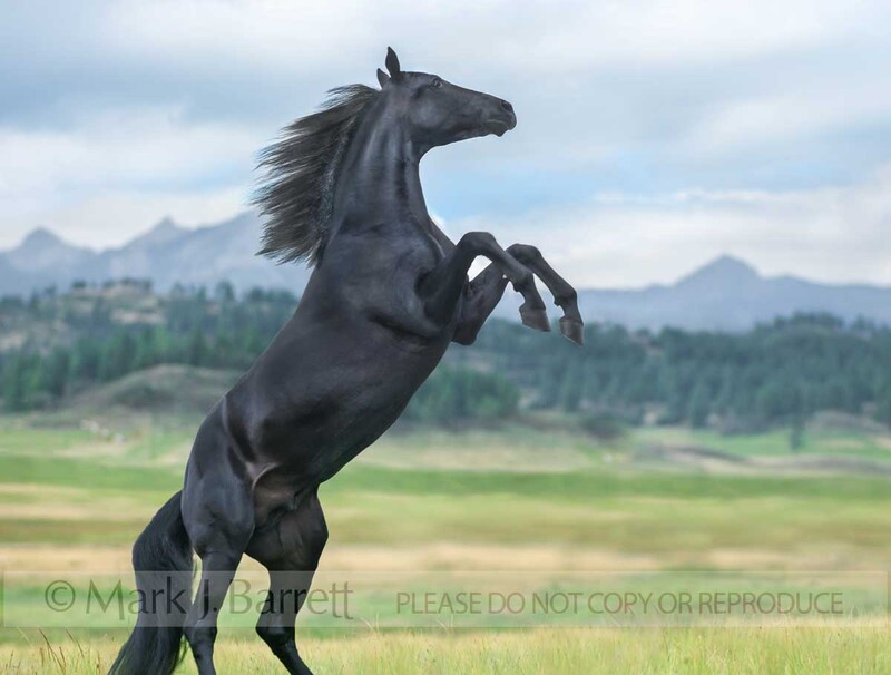 8587-35A(1).jpg :: Honovarian stallion