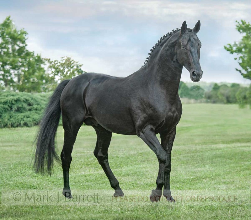 8587-37A.jpg :: Hanovarian Warmblood stallion