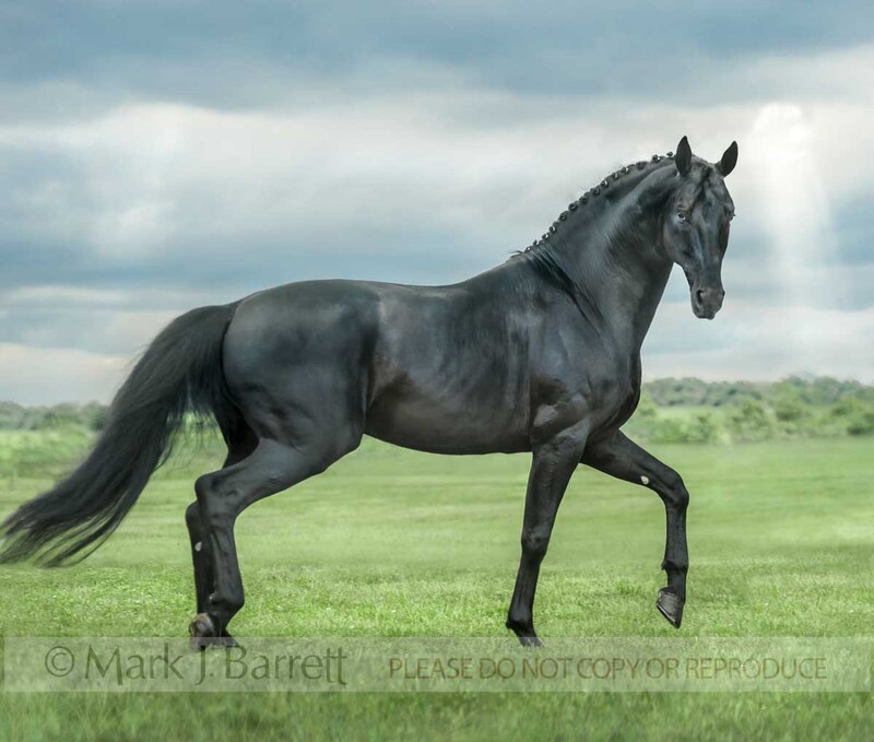 8587-40A(1).jpg :: Black Hanovarian stallion with braided mane