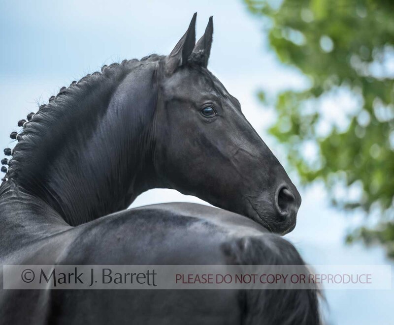 8587-4A.jpg :: Adult male Hanovarian Warmblood horse stallion portrait with blue sky