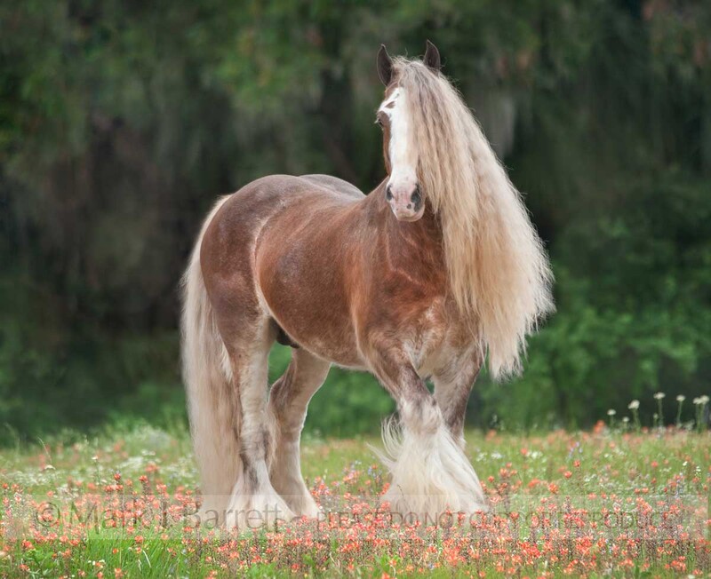 8597-21A.jpg :: Gypsy Vanner Horse stallion