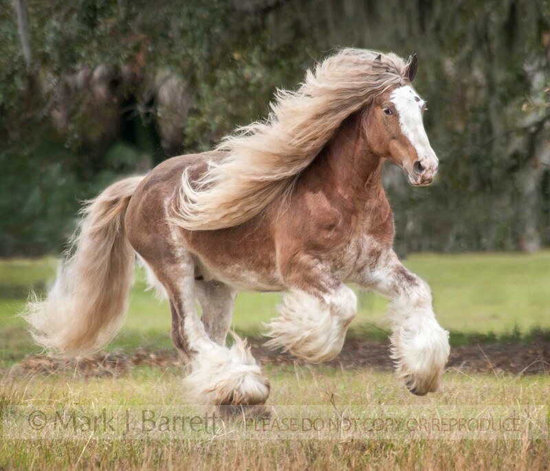 8597-23.jpg :: Gypsy Vanner Horse stallion