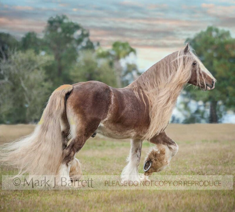 8597-29A.jpg :: adult male Gypsy Vanner Horse stallion runs in field WITH SUNSET SKY