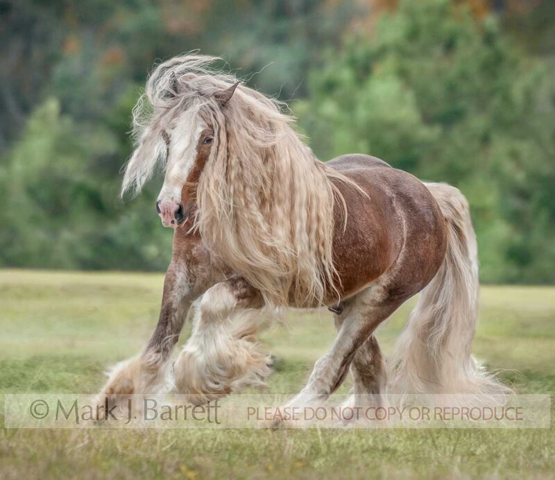 8597-34A.jpg :: adult male Gypsy Vanner Horse stallion runs in field