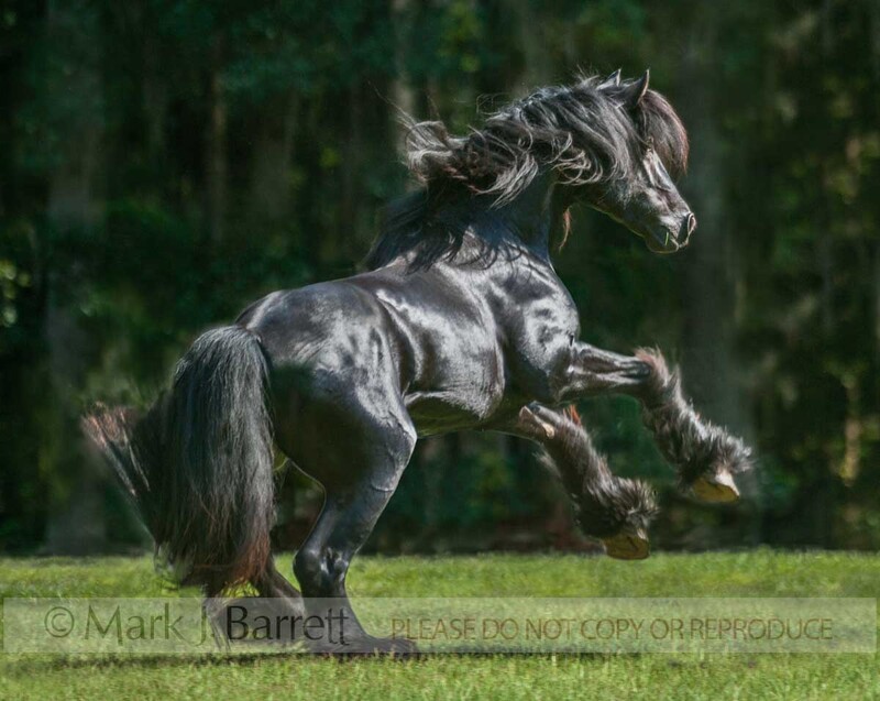 8605-24.jpg :: Gypsy Vanner Horse stallion