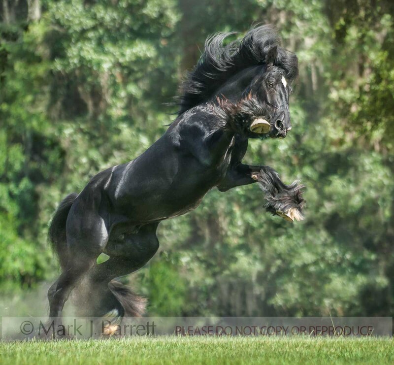 8605-25.jpg :: Gypsy Vanner Horse stallion